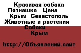 Красивая собака Пятнашка › Цена ­ 1 - Крым, Севастополь Животные и растения » Собаки   . Крым